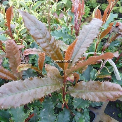 Photinia serratifolia 'Crunchy' ® C4L 40/60
