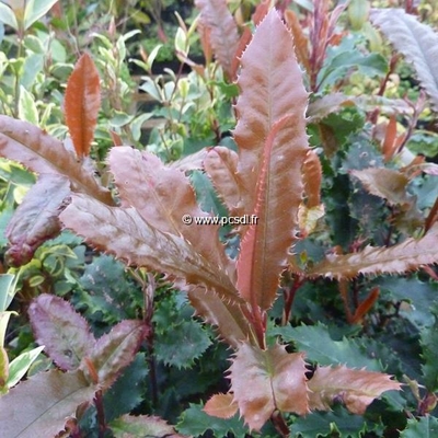 Photinia serratifolia 'Crunchy' ® C4L 100/125