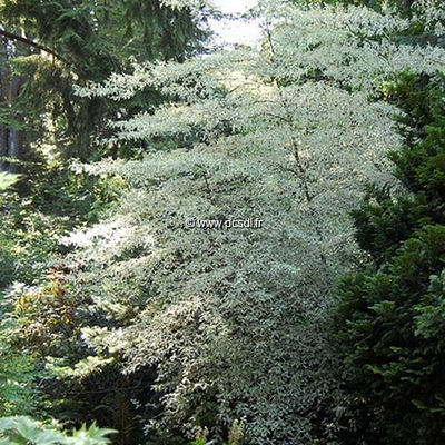 Cornus alternifolia 'Argentea' C4L 40/60