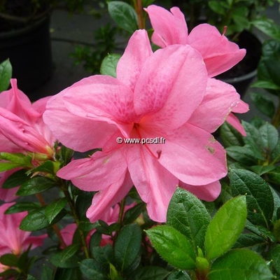 Rhododendron (azalée persistante) 'Encore Empress' ®