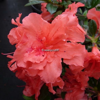 Rhododendron (azalée persistante) 'Encore Sunset' ®