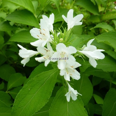 Weigela hortensis Nivea