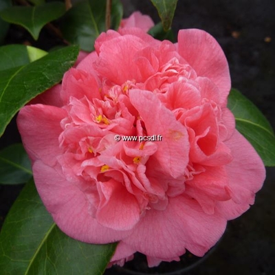 Camellia japonica 'Scentsation' C7L 60/80