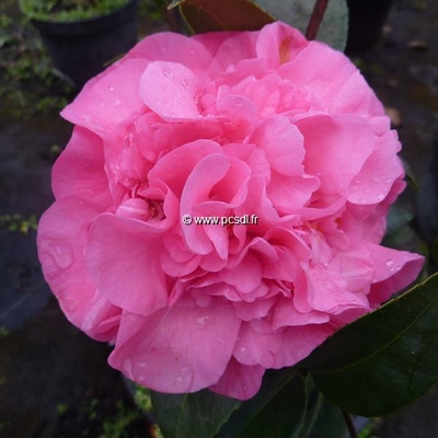 Camellia williamsii Debbie