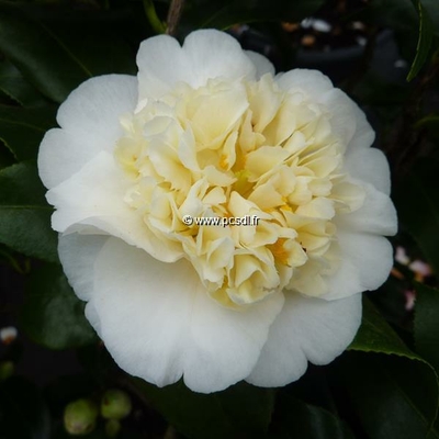 Camellia x williamsii 'Jury's Yellow' C4L 60/80