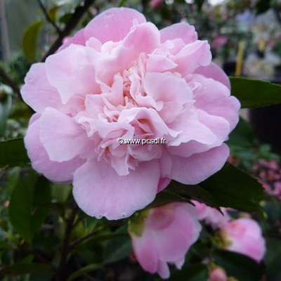 Camellia x 'High Fragrance'