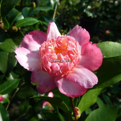 Camellia sasanqua 'Choji Guruma'