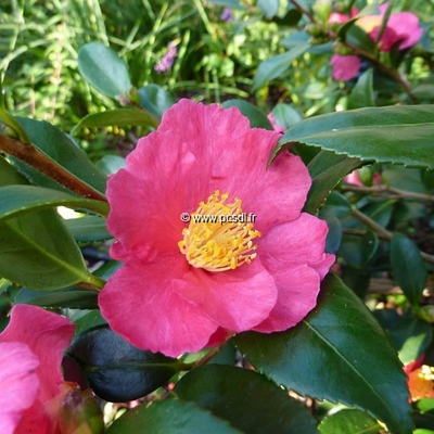 Camellia sasanqua 'Crimson King' - Tous les arbustes - Pépinières côte