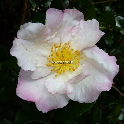 Camellia sasanqua 'Day Dream'