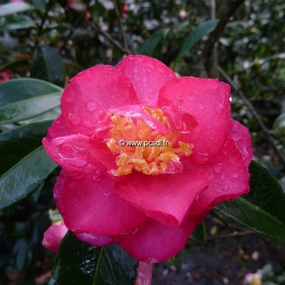 Camellia sasanqua var. hiemalis 'Dazzler'