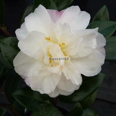 Camellia sasanqua 'Little Pearl' C4L 40/60