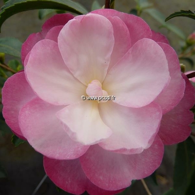 Camellia sasanqua 'Sayaka'