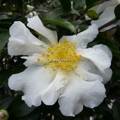 Camellia sasanqua 'Kenkyo' C20L 150/175