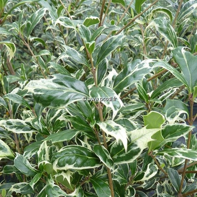 Osmanthus heterophyllus 'Kinbu' C4L 40/60