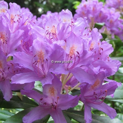 Rhododendron ponticum C5L 40/50