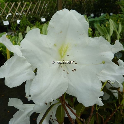 Rhododendron x 'Fragrantissimum' C4L 30/40