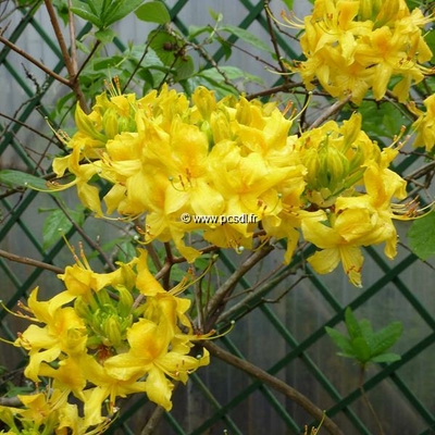 Rhododendron (azalée caduque) luteum C5L 60/80