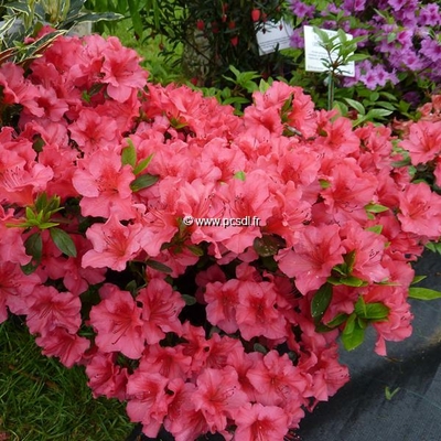 Rhododendron (azalée persistante) 'Christina' C15L 40/60