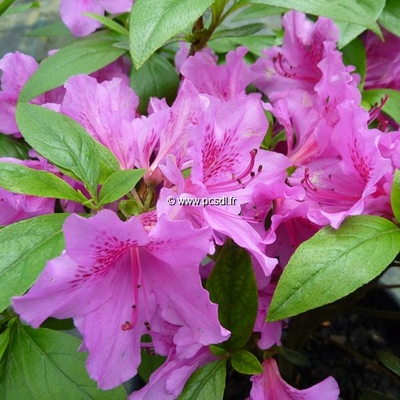 Rhododendron (azalée persistante) 'Purple Splendor' C5L 40/60
