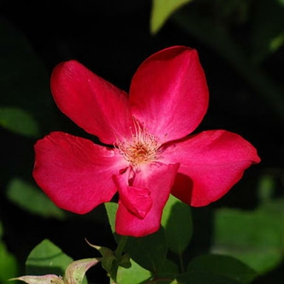 Rosa x odorata 'Sanguinea' C4L 40/60