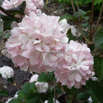 Viburnum plicatum 'Pink Sensation' C4L 20/30