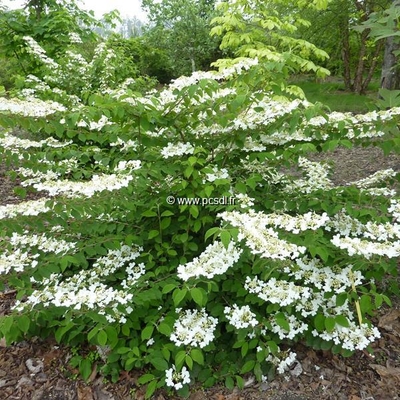 Viburnum plicatum 'Shasta' C30L 100/125