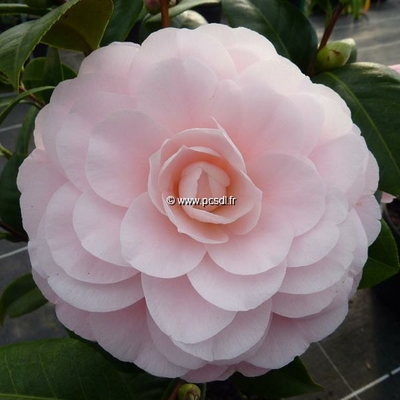 Camellia japonica 'Nuccio's Cameo' C3L 40/60