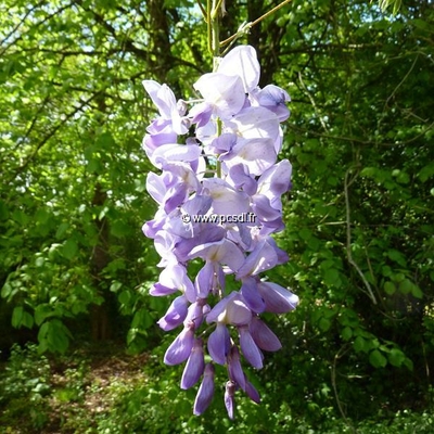 Wisteria sinensis (1)