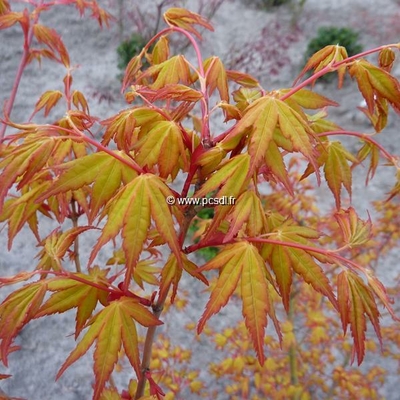 Acer palmatum 'Ueno-yama' C7L 150/175
