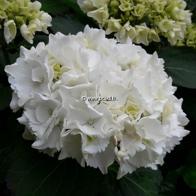 Hydrangea macrophylla 'Schneeball' ® C4L 20/40