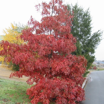 Quercus palustris C4L 150/175