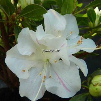 Rhododendron (azalée persistante) 'Encore Starlite' ® C5L 40/60