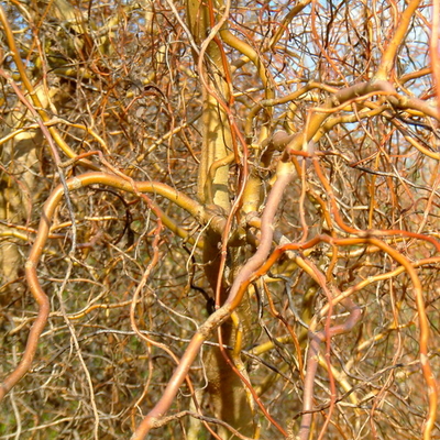 Salix x sepulcralis 'Erythroflexuosa' C4L 80/100