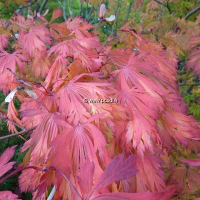 Acer japonicum f. aconitifolium C4L 30/40