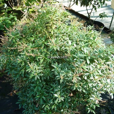 Pieris japonica 'Little Heath' C4L 30/40