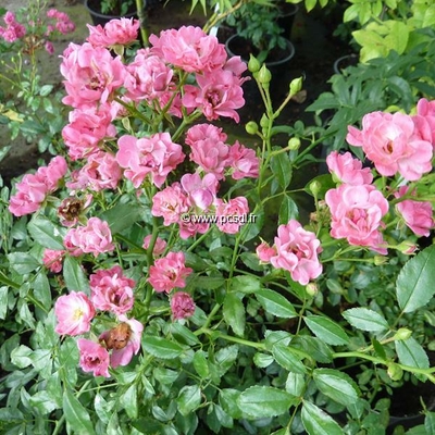 Rosa Fairy Rood