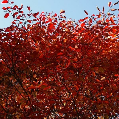 Neoshirakia japonica