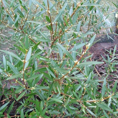 Phillyrea angustifolia 'Rosmarinifolia' C4L 40/60