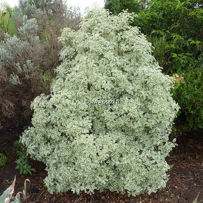 Pittosporum tenuifolium 'Variegatum' C4L 40/50