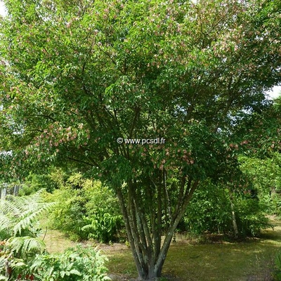 Acer tataricum ssp. ginnala 'Bailey Compact' ® C4L 40/60