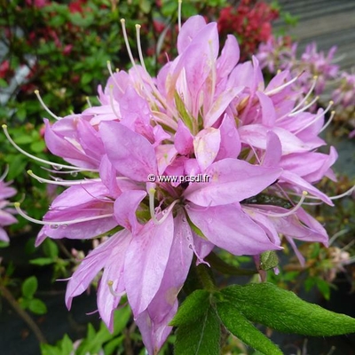 Rhododendron (azalée persistante) 'Koromo Shikibu'