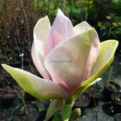 Magnolia 'Sunsation' C4L 100/125