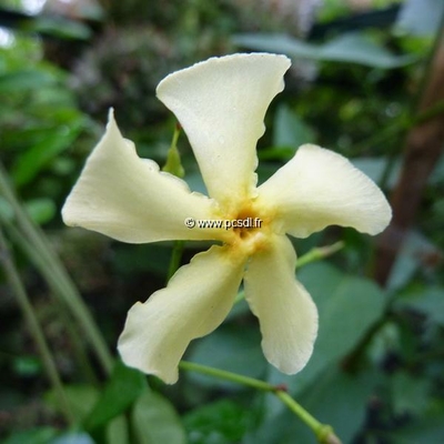 Trachelospermum jasminoides 'Star of Toscane' ® C4L 125/150
