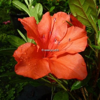 Rhododendron (azalée persistante) 'Encore Princess' ®