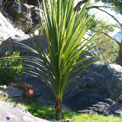 Cordyline australis