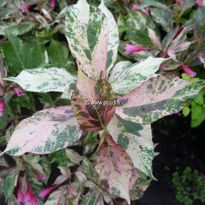 Weigela 'Festicolor' C4L 40/60