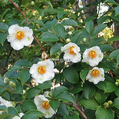 Stewartia pseudocamellia