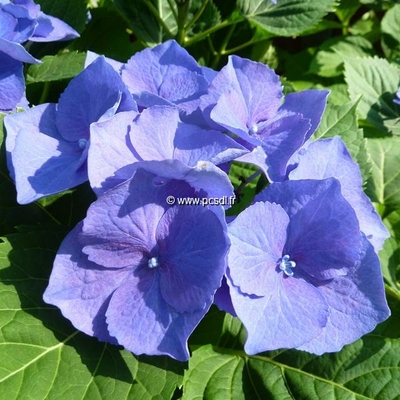 Hydrangea macrophylla Blaumeise (1)