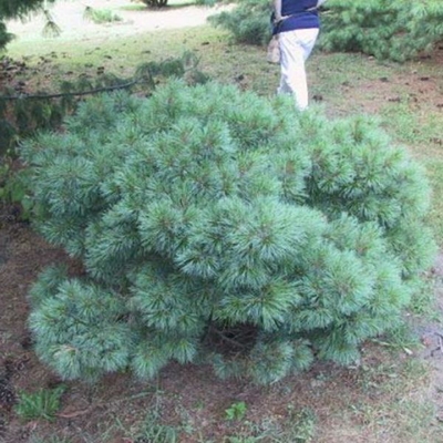 Pinus densiflora 'Umbraculifera' C4L 40/60