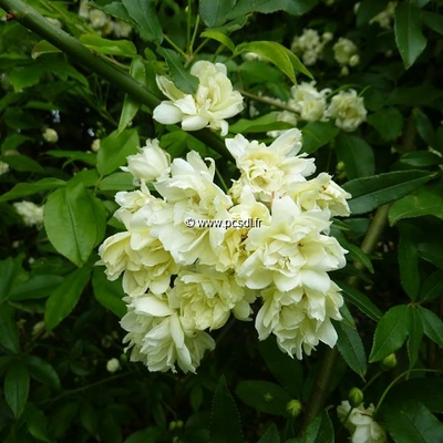 Rosa banksiae banksiae (1)